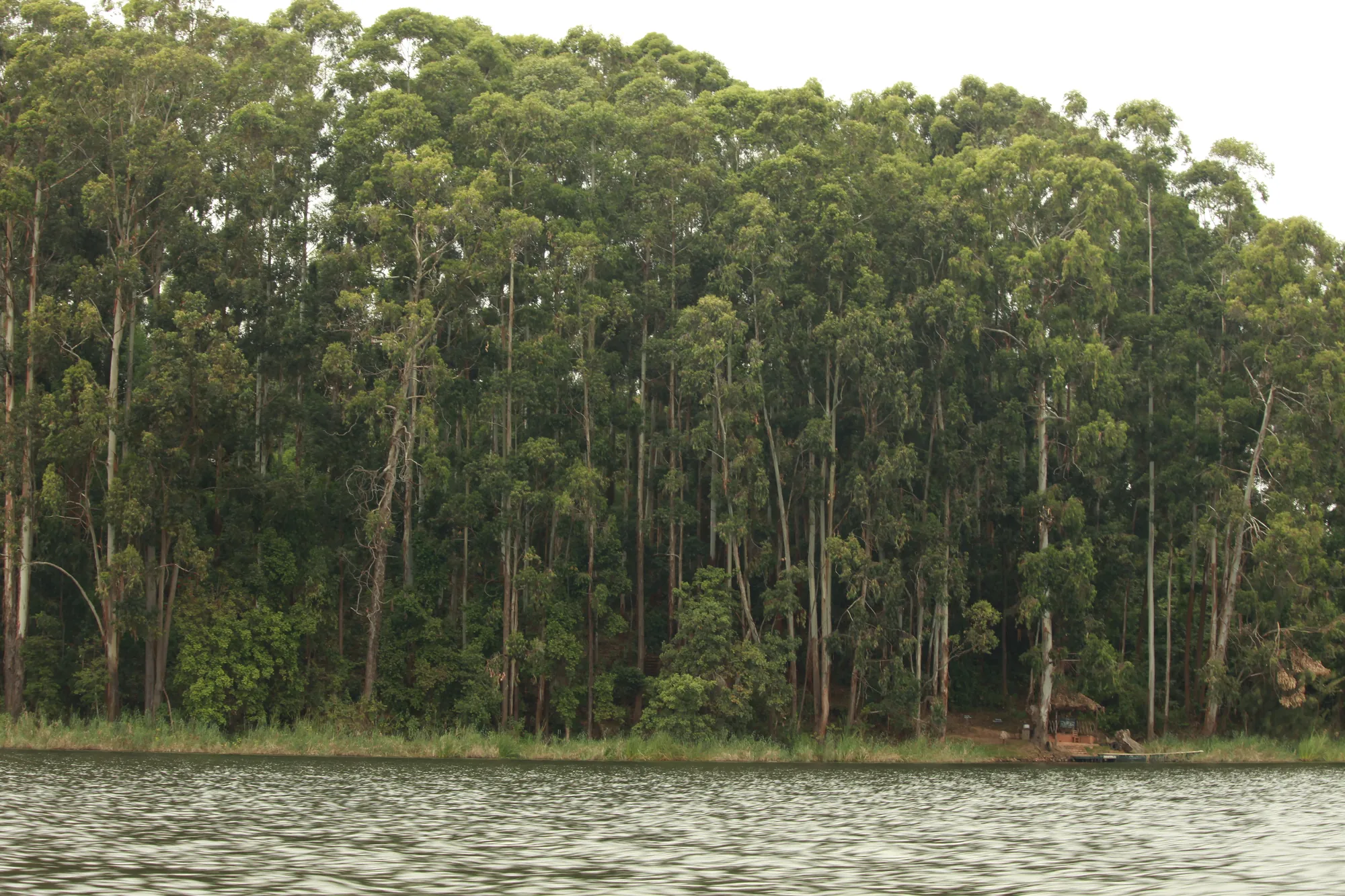 Eucalyptus trees crowding the shoreline of Lake Bunyonyi, seen low from a boat on the water