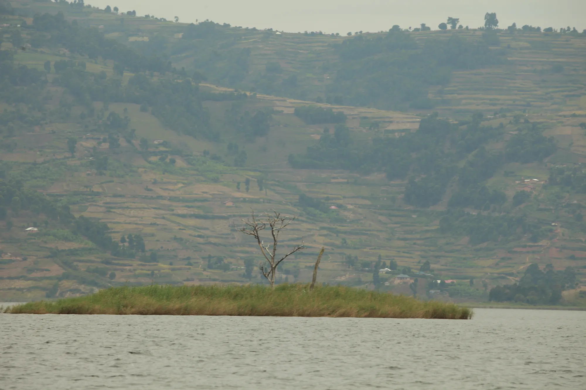 A papyrus islet on Lake Bunyonyi with terraced farm hillsides and scattered homesteads rising behind it