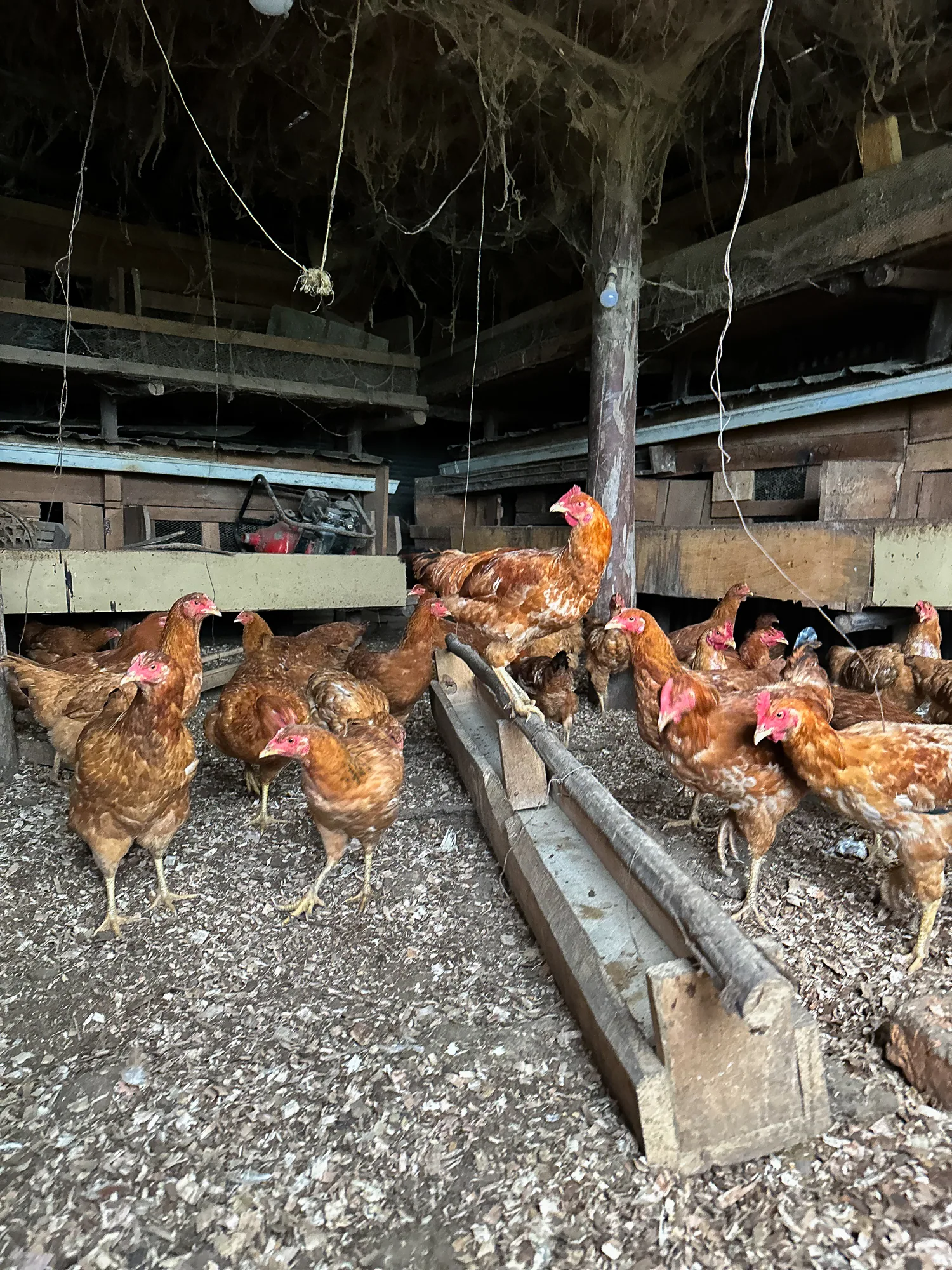 Brown free-range hens feeding at a wooden trough on the gravel floor of the resort farm poultry shed