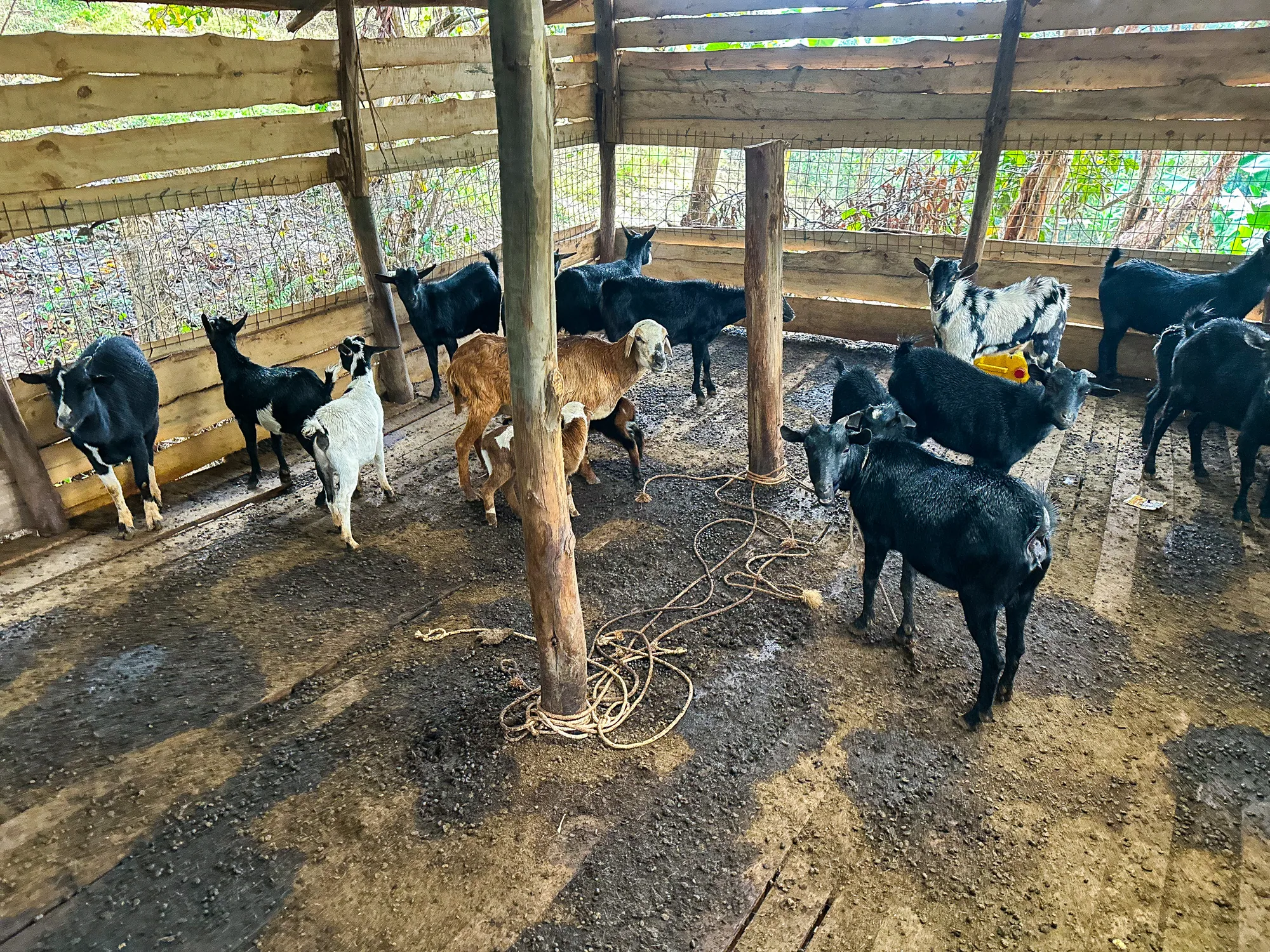 Black and white goats standing in a timber-posted pen with a corrugated iron roof at the resort farm