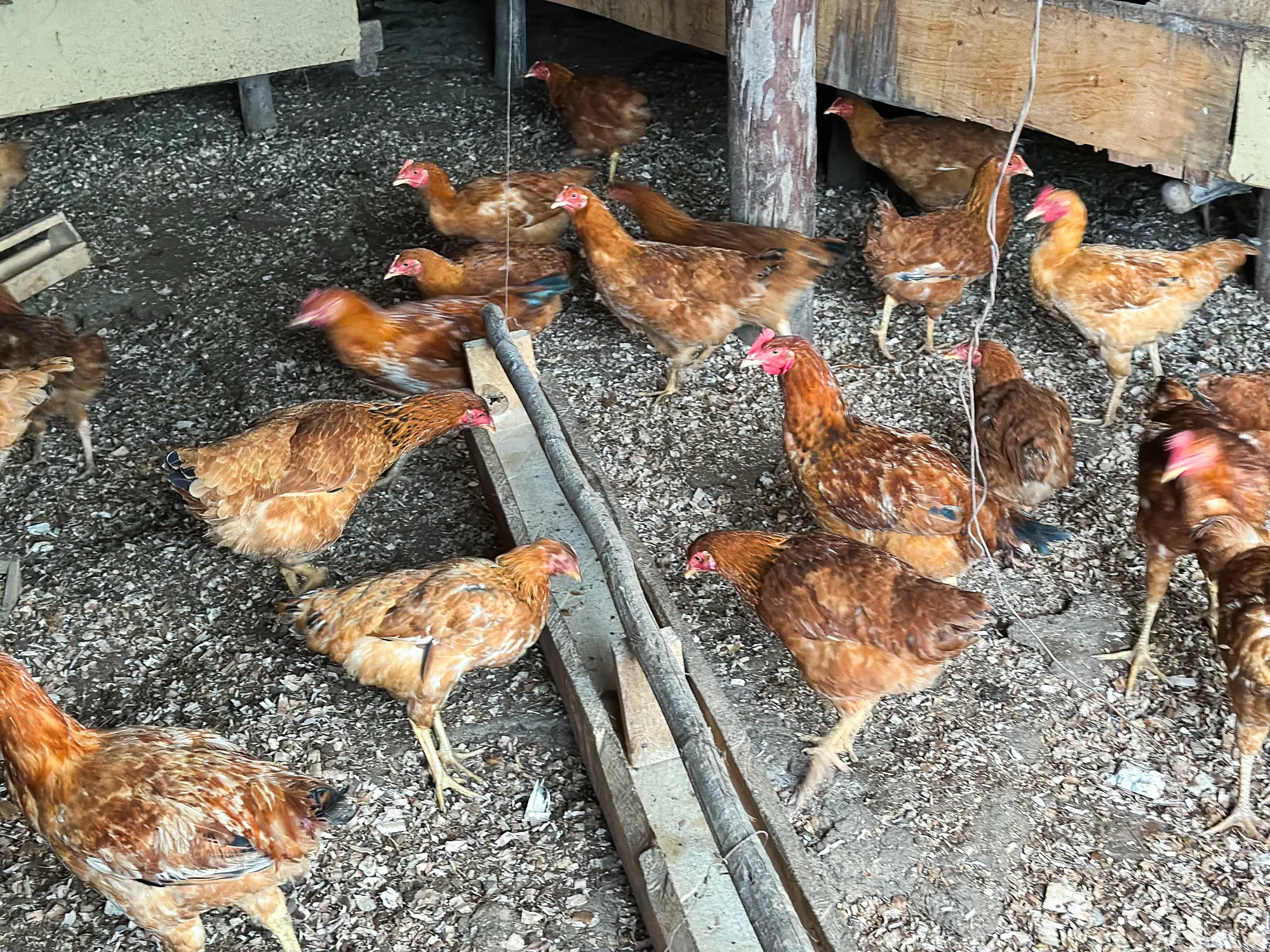 A flock of brown hens crowded around a long wooden feed trough inside the poultry shed