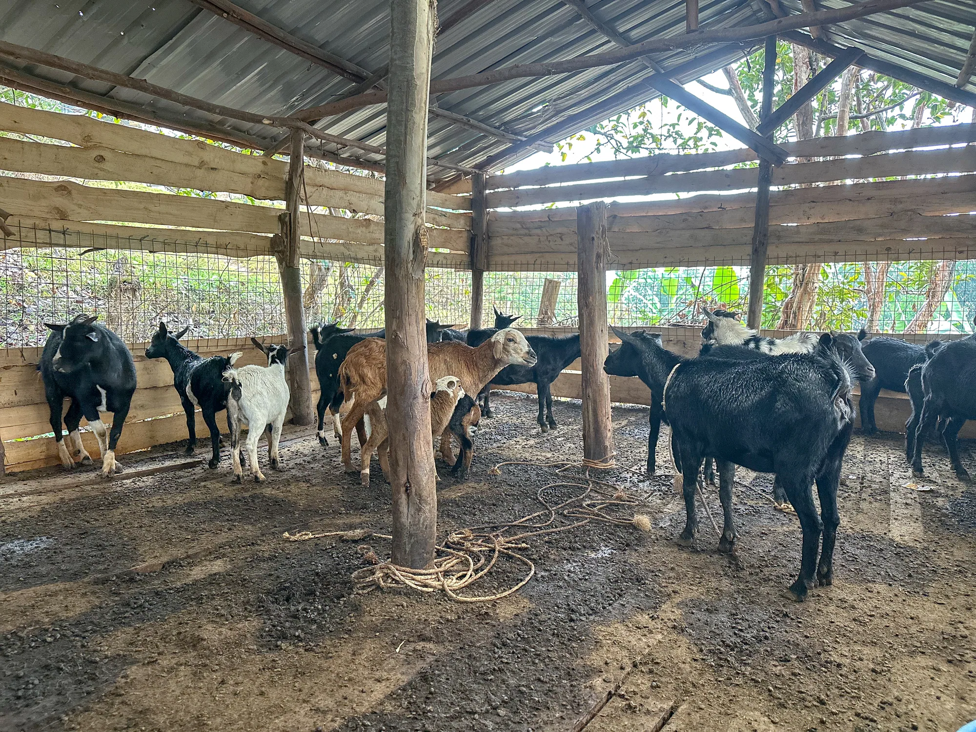 Goats gathered under the open-sided shelter of the farm pen, with green trees beyond the wire mesh