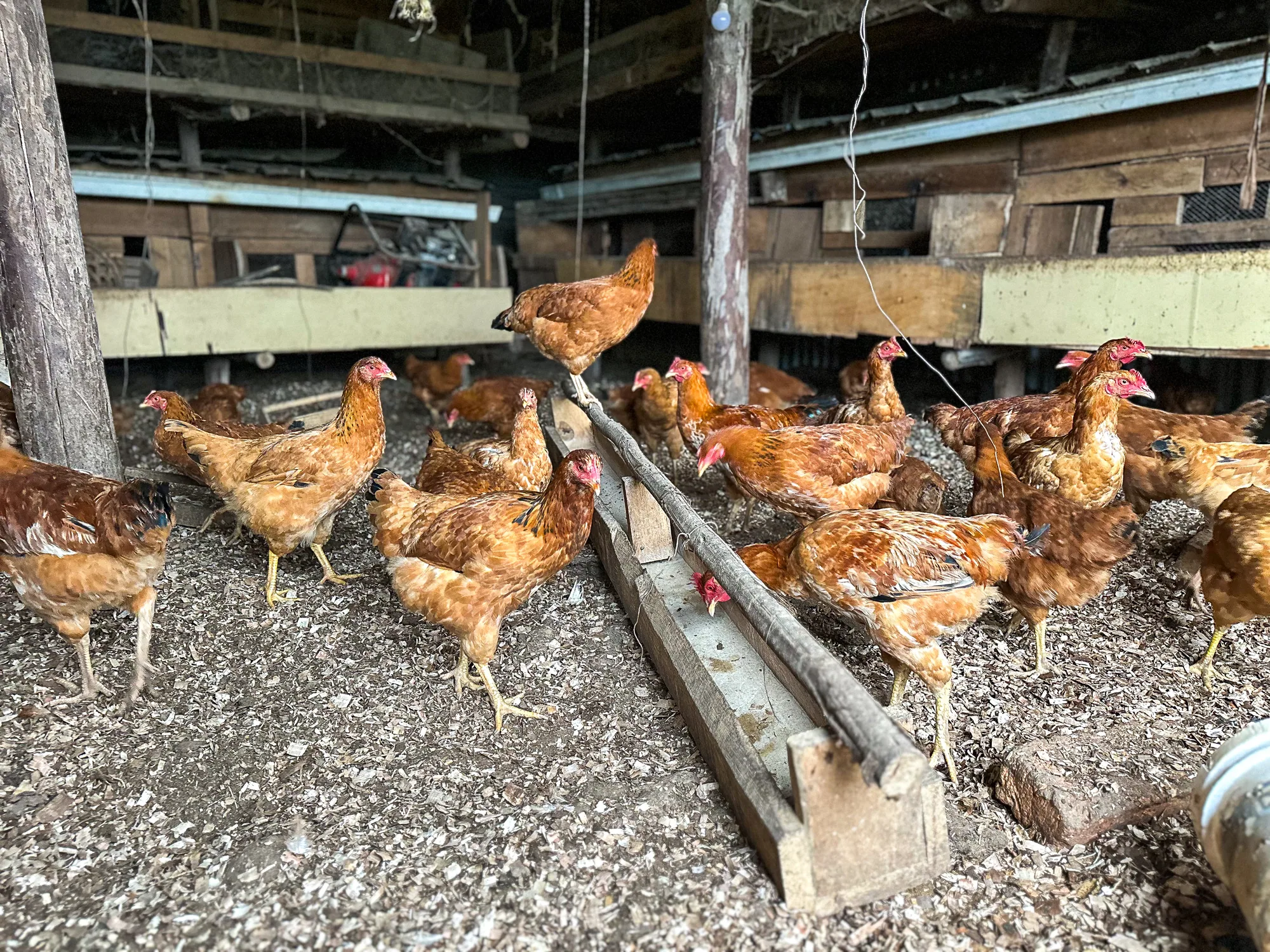 Hens pecking at spilled feed beside the trough, with timber nesting boxes on the shed wall behind
