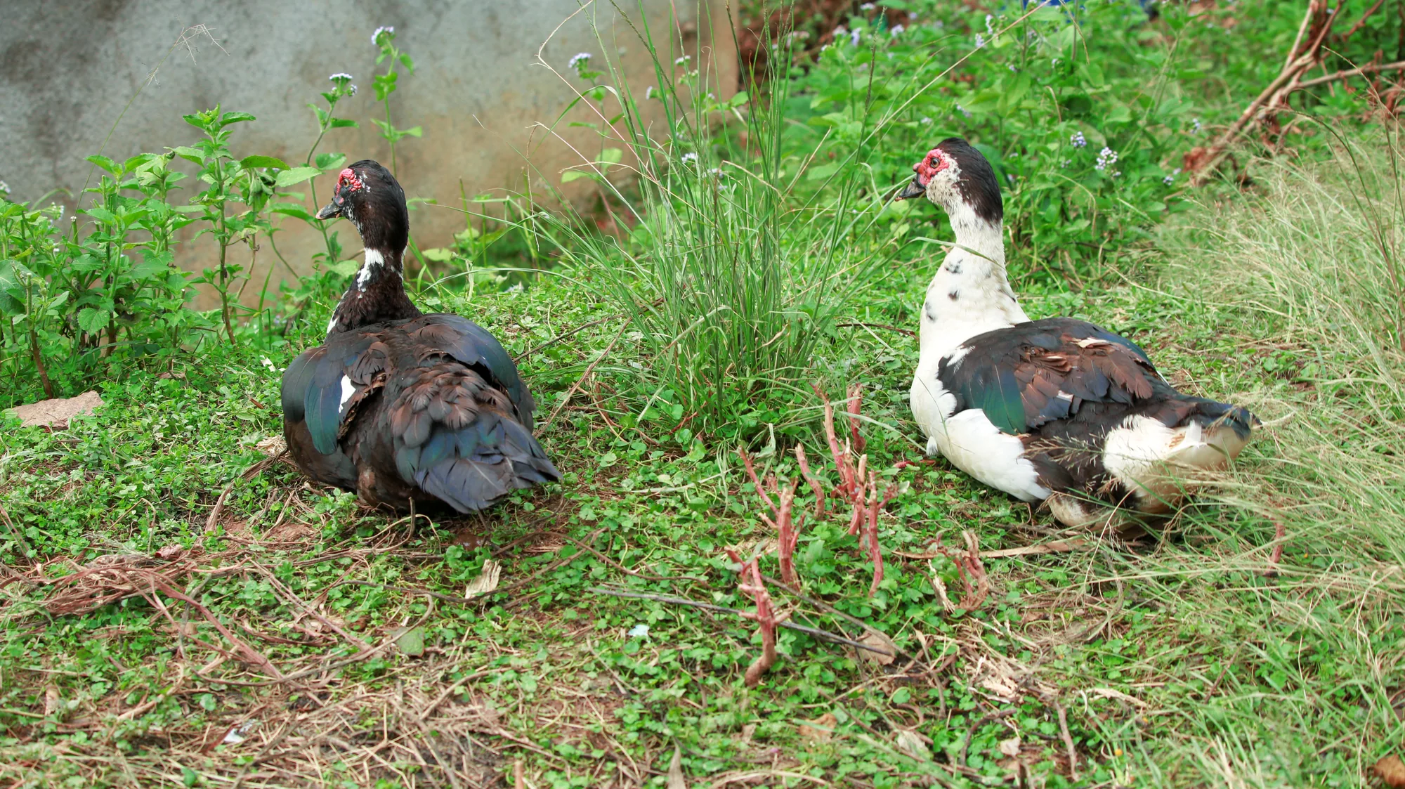 Two muscovy ducks walking through long grass beside a wall at the resort farm