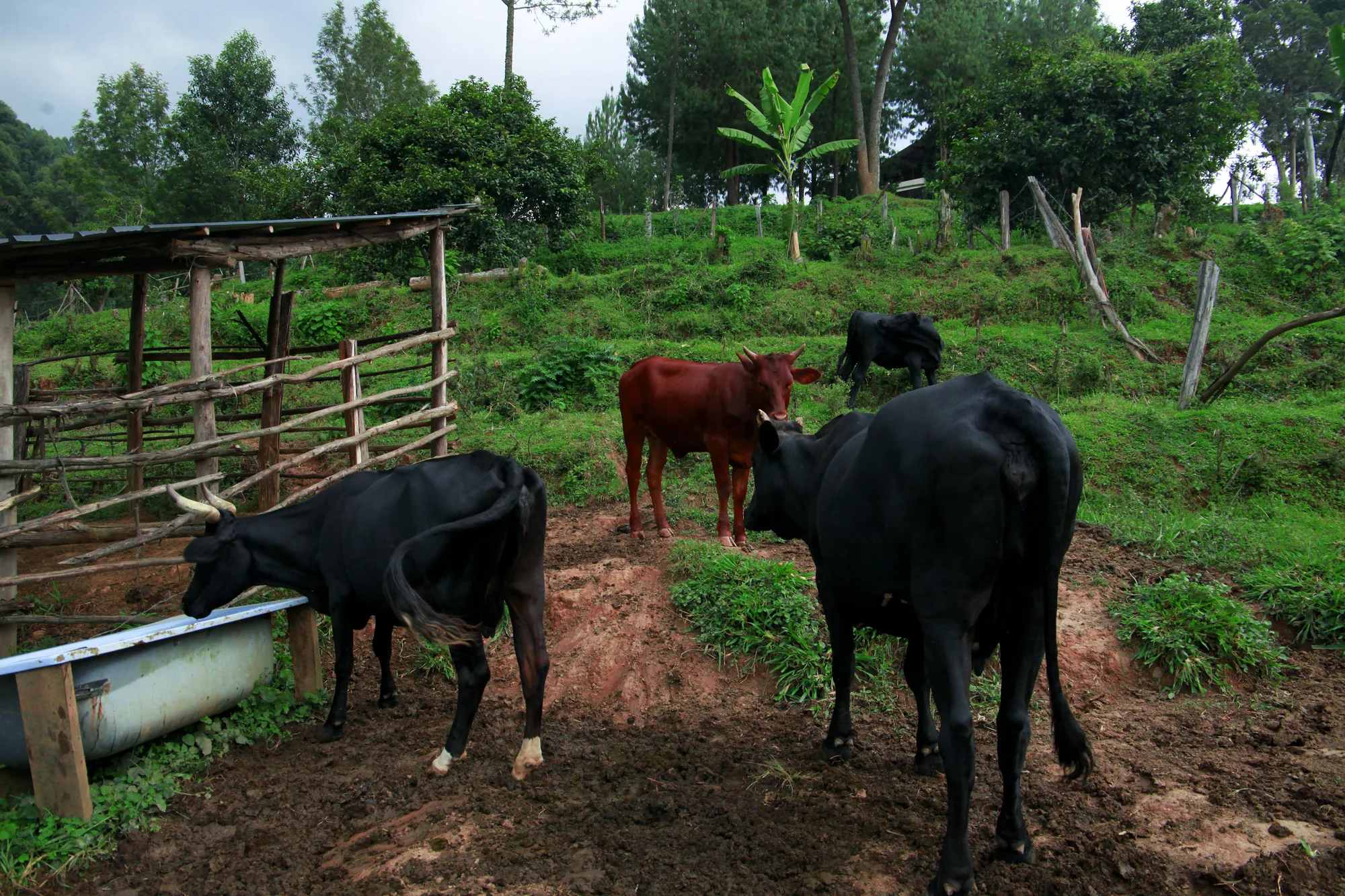 A black cow and a brown calf drinking from a metal trough in a fenced farm yard planted with bananas