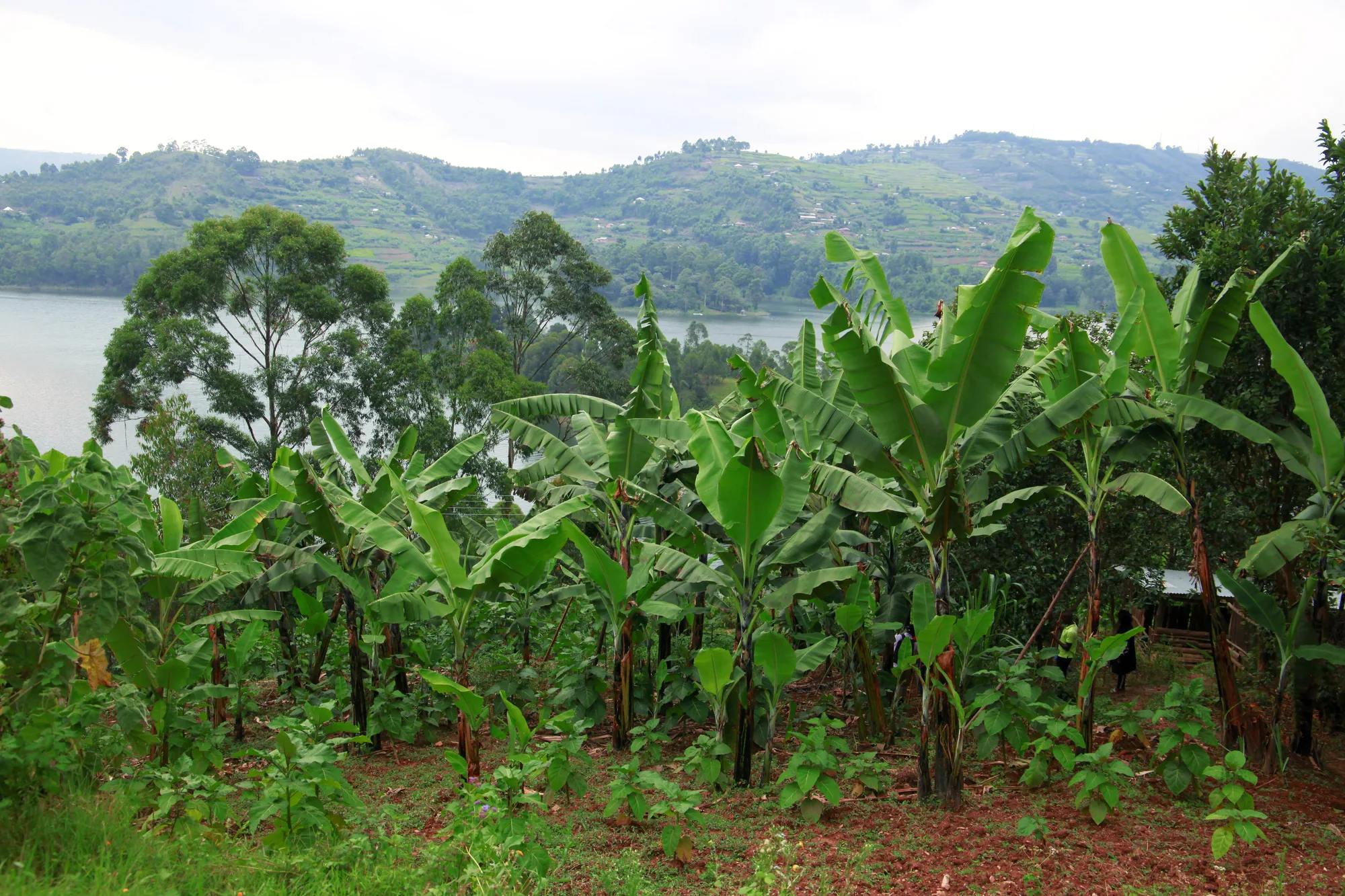A banana garden on the resort farm with the flat water of Lake Bunyonyi and hills behind it