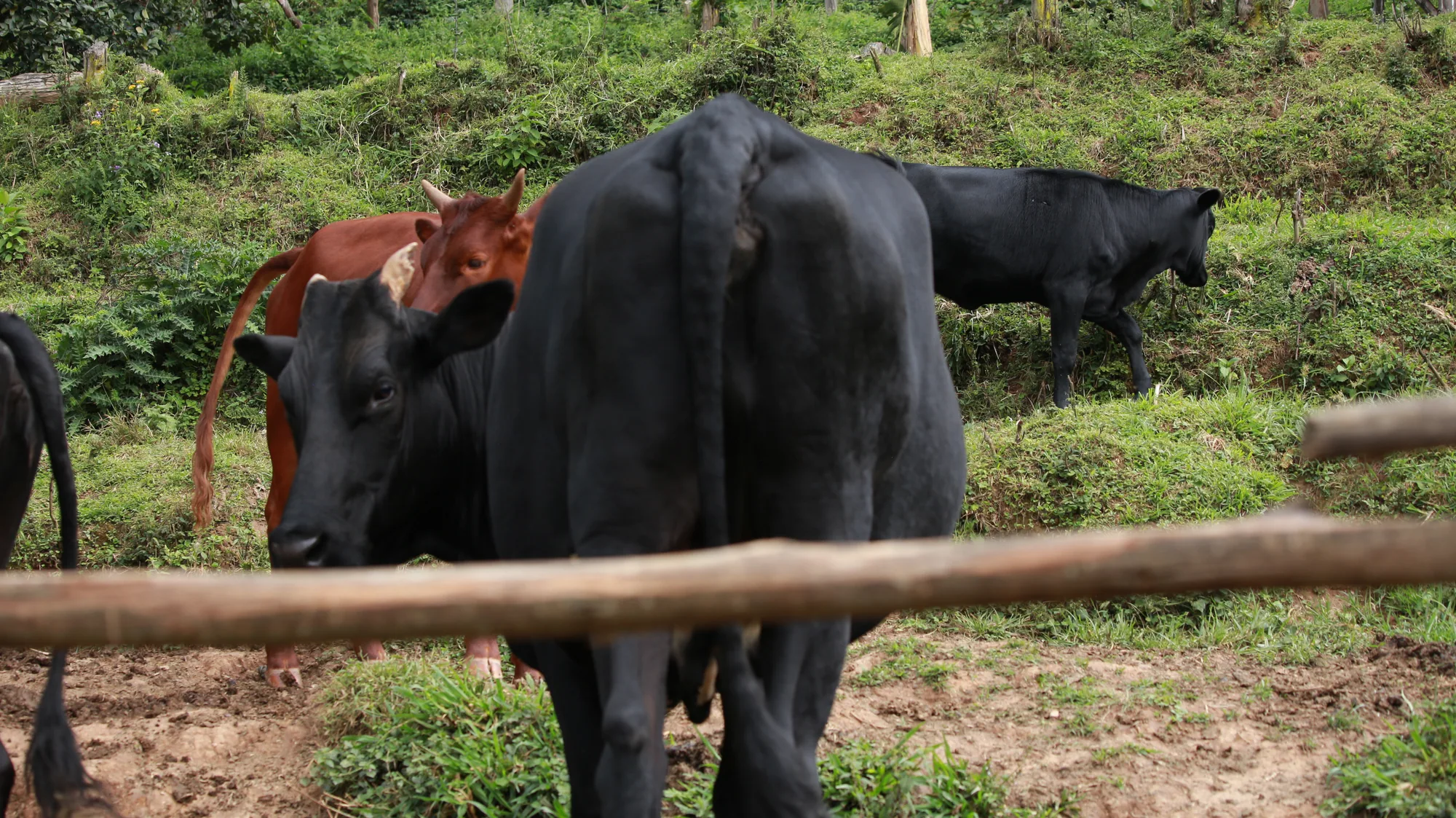 Cattle behind a rough timber rail fence on a grassy slope at the farm