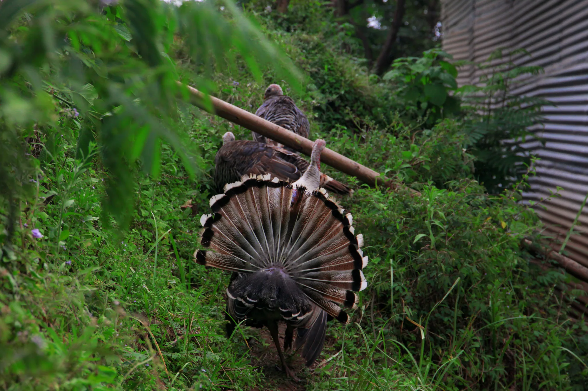 A turkey with its tail fanned out, standing under trees at the resort farm
