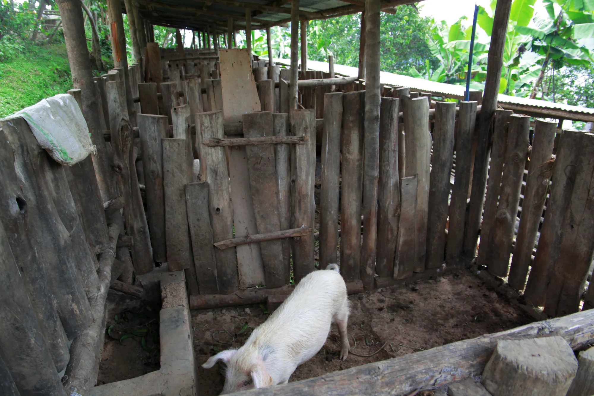 A pig in a timber-walled sty with a wooden ramp at the resort farm