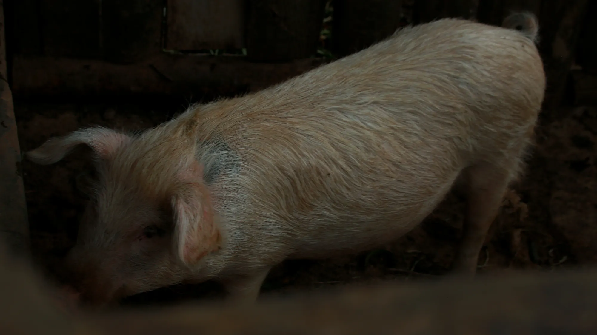 A pale pig rooting in the earth inside the dim interior of the pig house