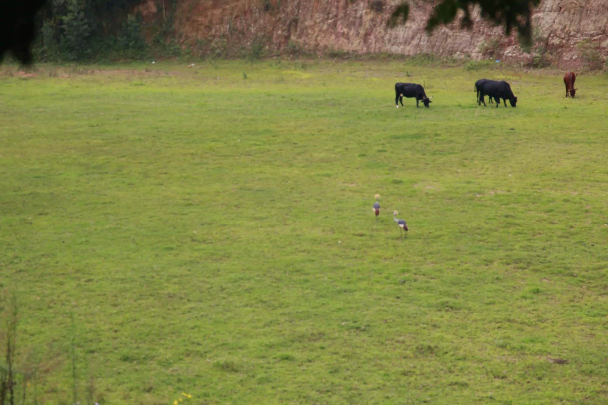 Cattle grazing on a wide mown lawn below a red earth bank