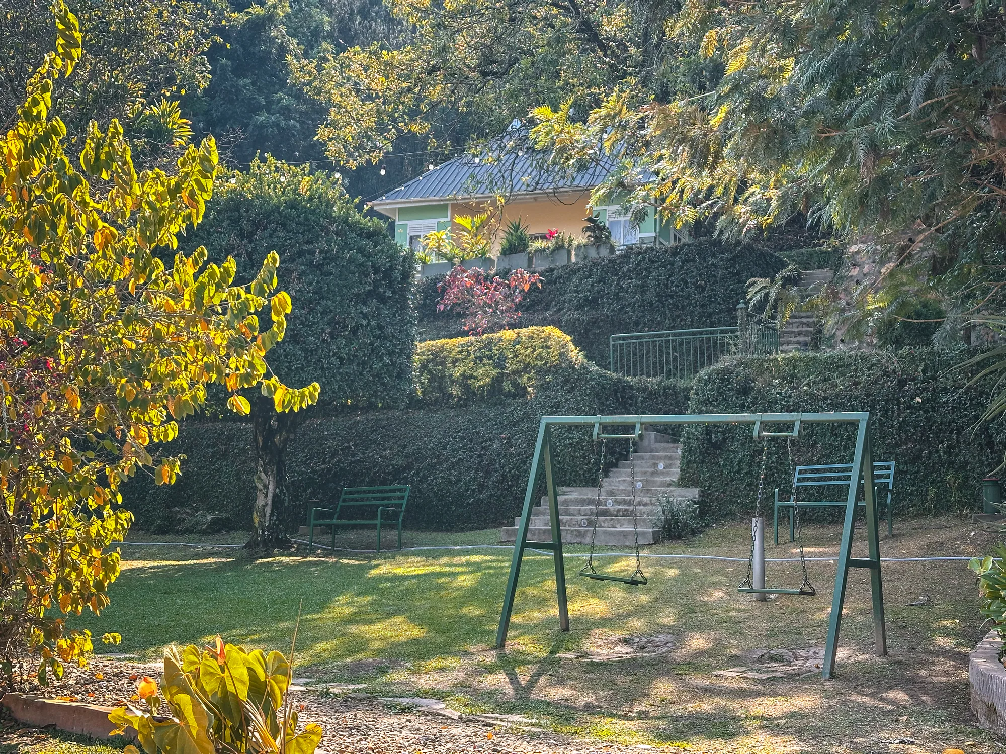 An empty metal swing frame on the lawn beside a flowering yellow tree in the resort garden