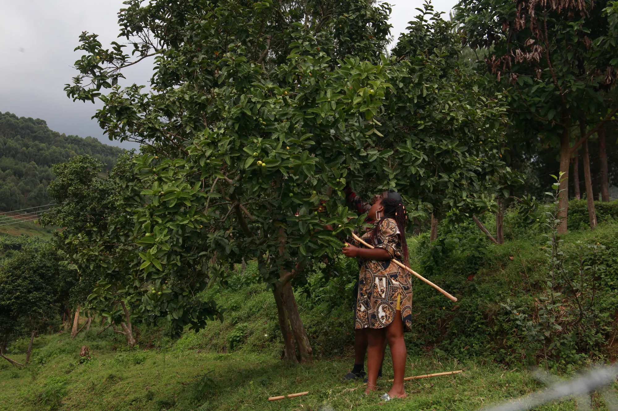 A young woman standing with a walking stick among trees on a farmed hillside