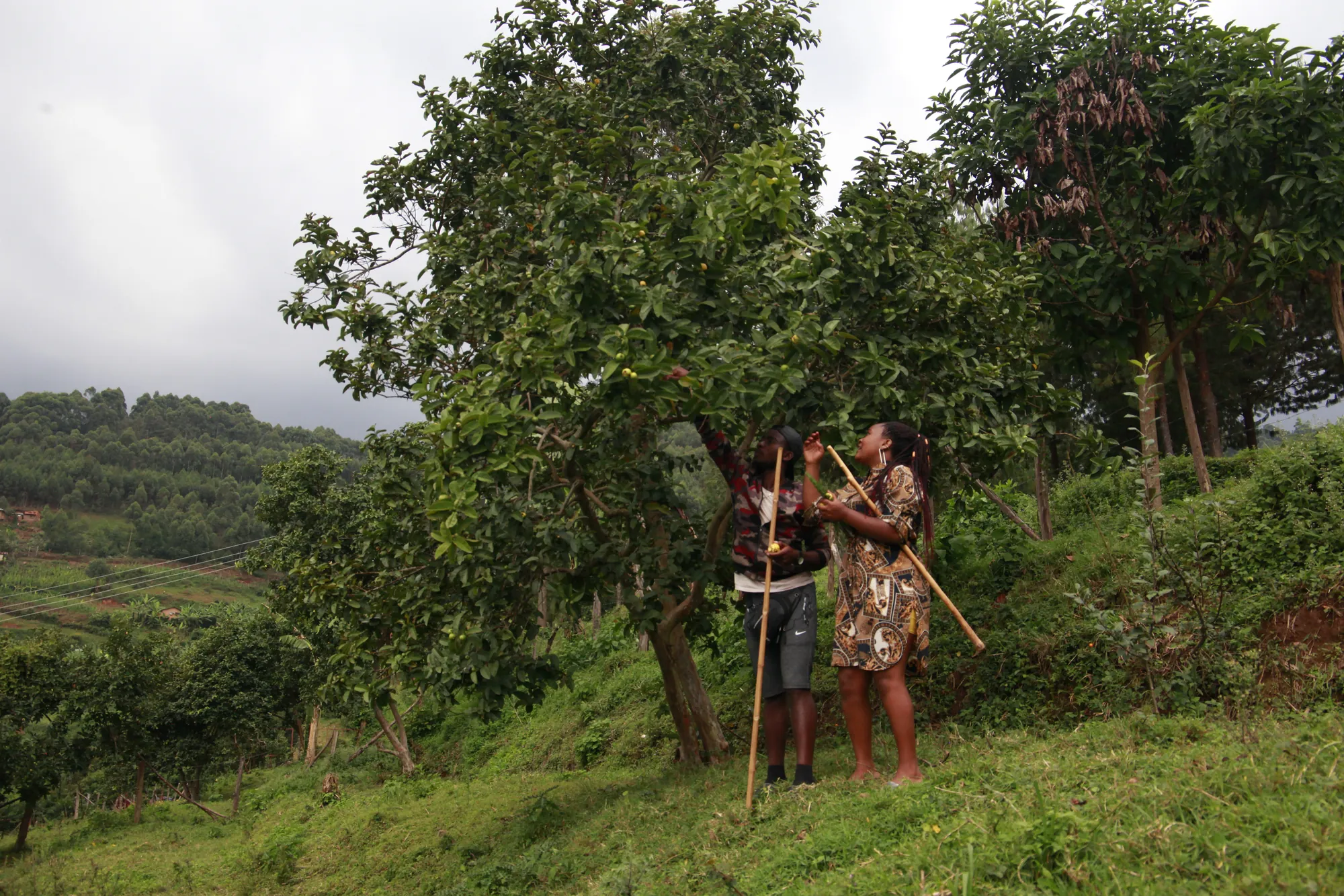 Two hikers with walking sticks standing among trees on a hillside above cultivated fields