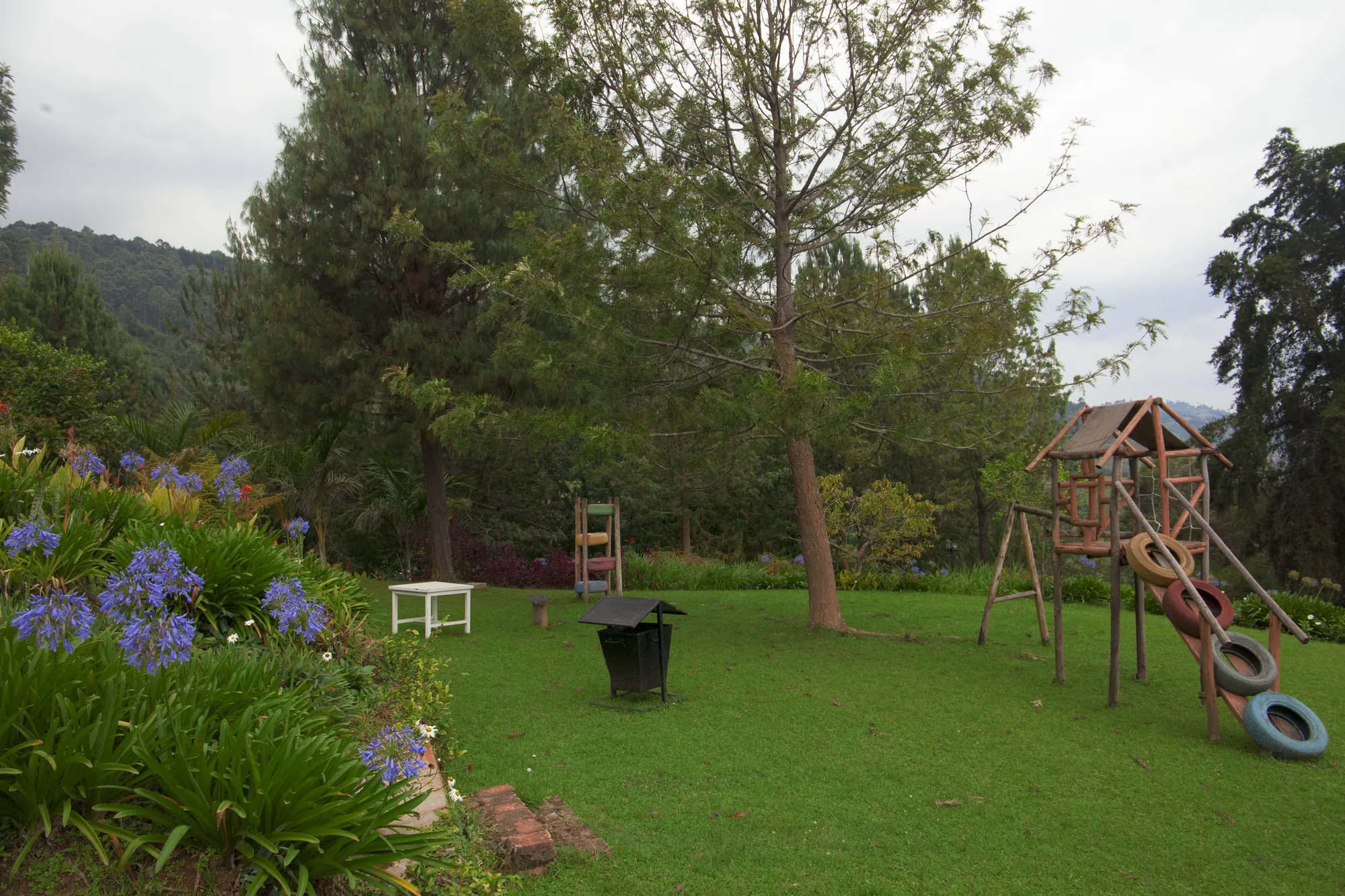 A lawn with blue agapanthus in flower, a timber climbing frame and pine trees