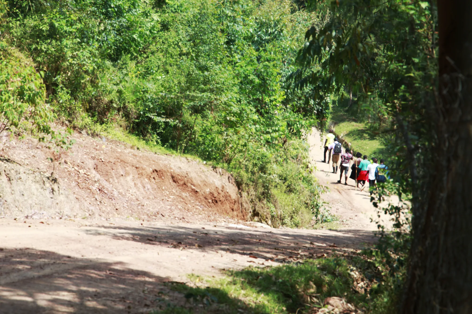 A group of hikers walking along a cut dirt road below a red earth bank