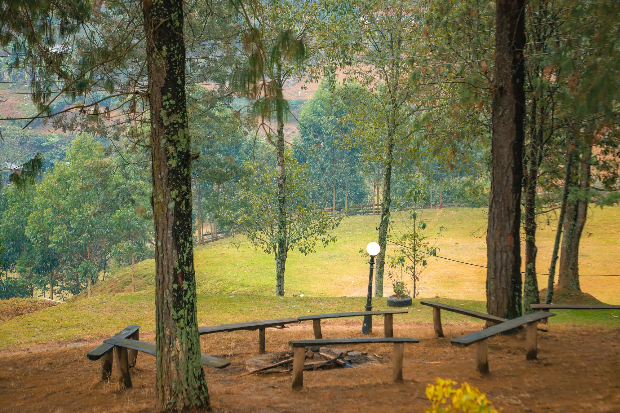 A grass clearing among eucalyptus trees with plain timber benches on the hilltop grounds