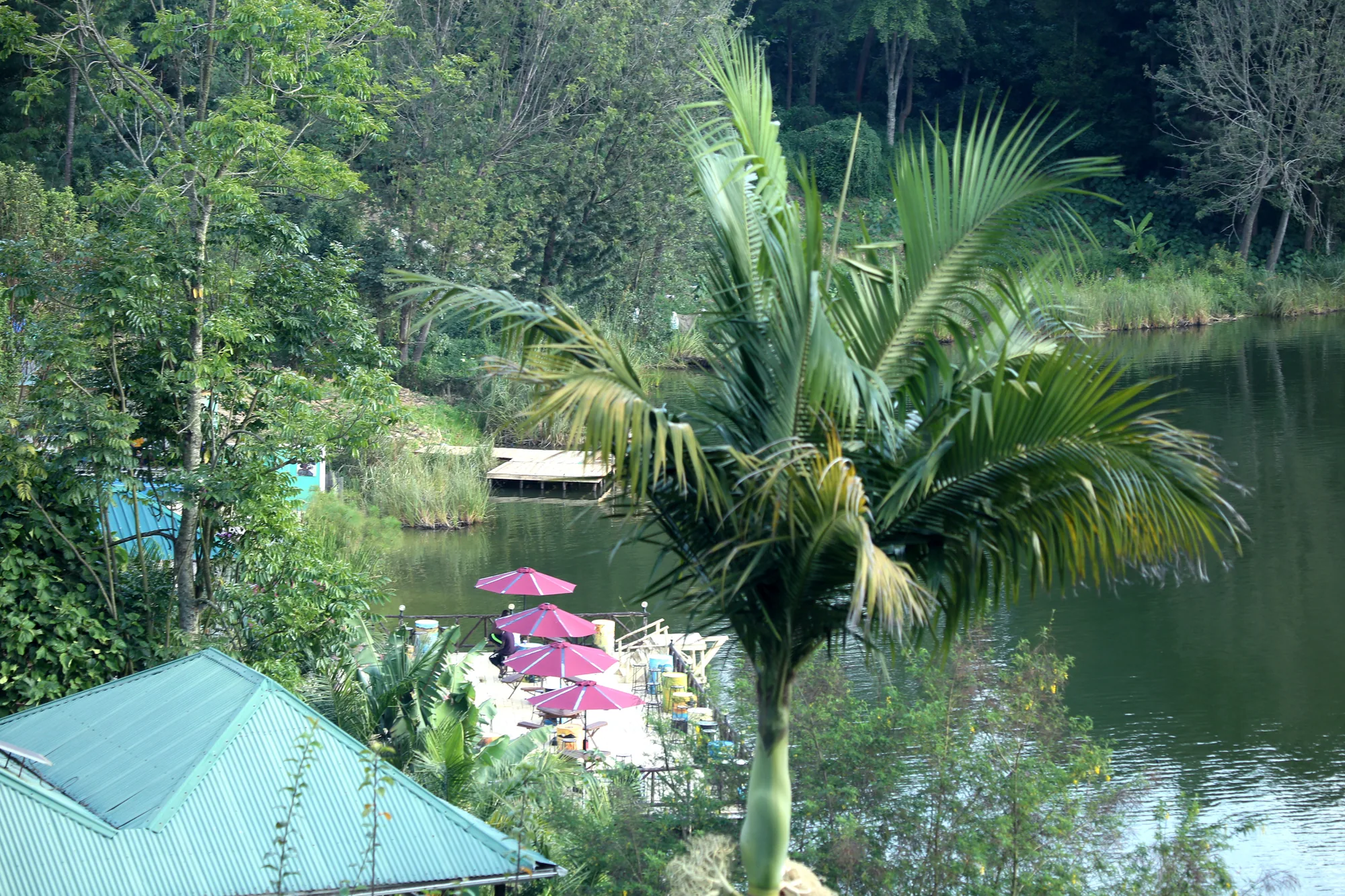 Green-roofed lakeside building and palm tree with pink parasols beside the water