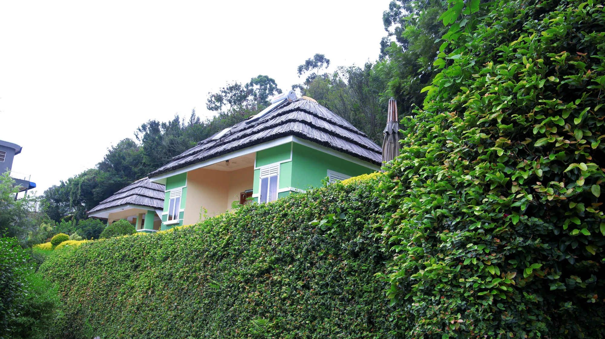 A thatched cottage roof seen above a tall green hedge on the sloping resort grounds